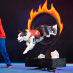 “Chris Perondi’s Stunt Dog Experience!”